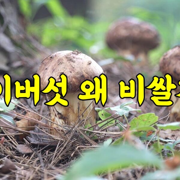 10만 원대의 버섯? 왜 이렇게 비쌀까?