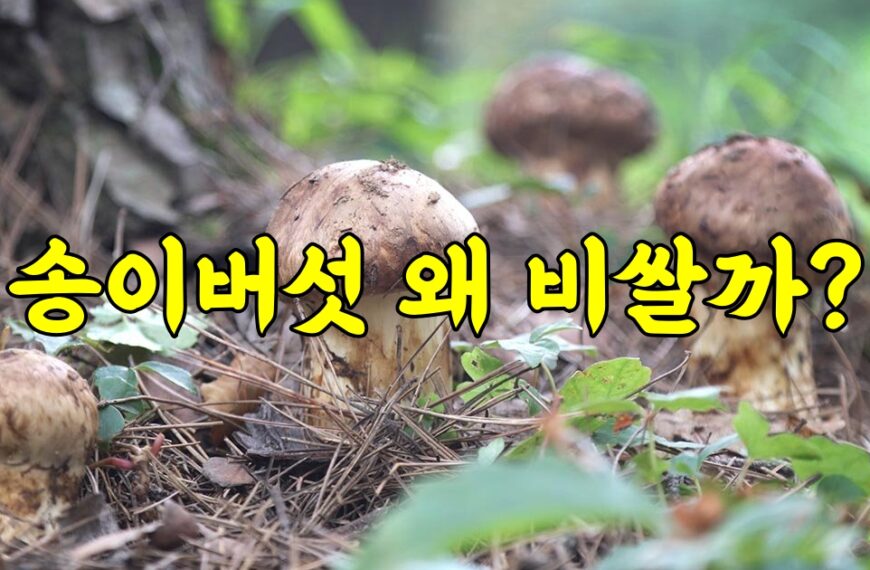 10만 원대의 버섯? 왜 이렇게 비쌀까?