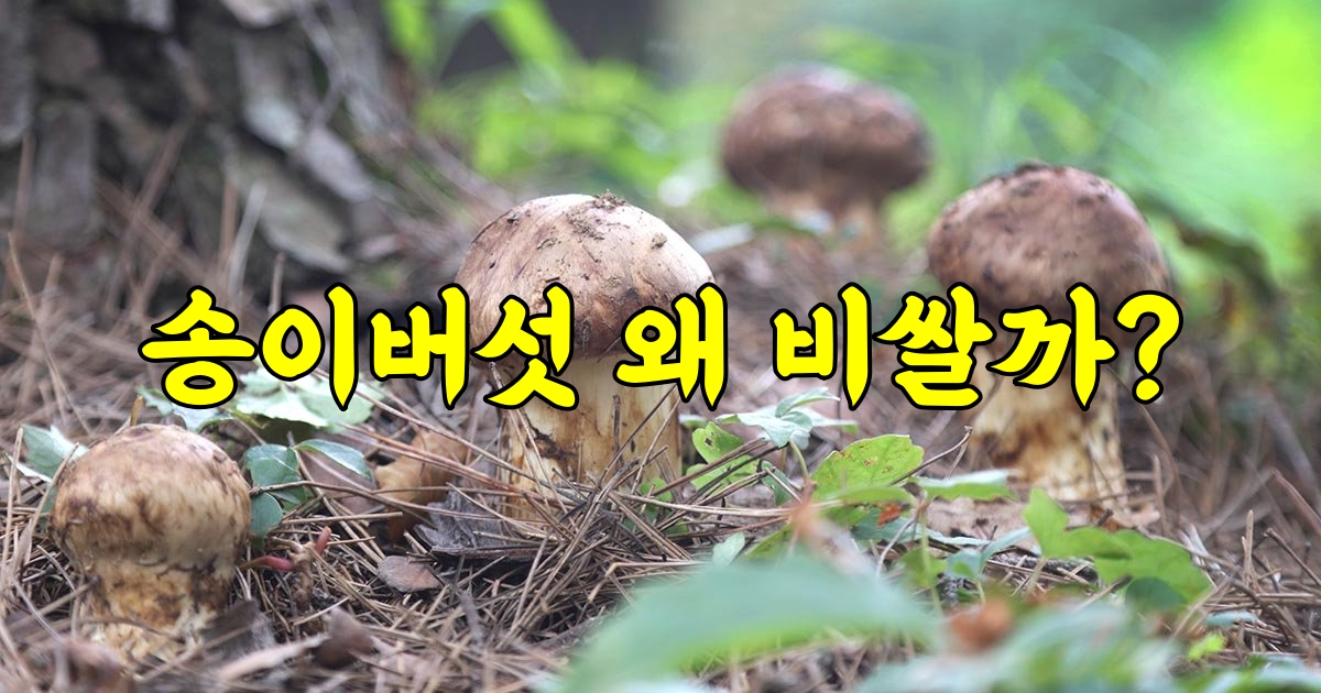 10만 원대의 버섯? 왜 이렇게 비쌀까? 1