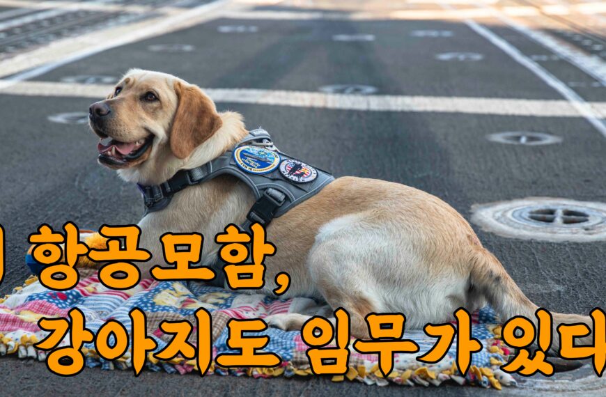 미국 항공모함에 강아지가 있다?