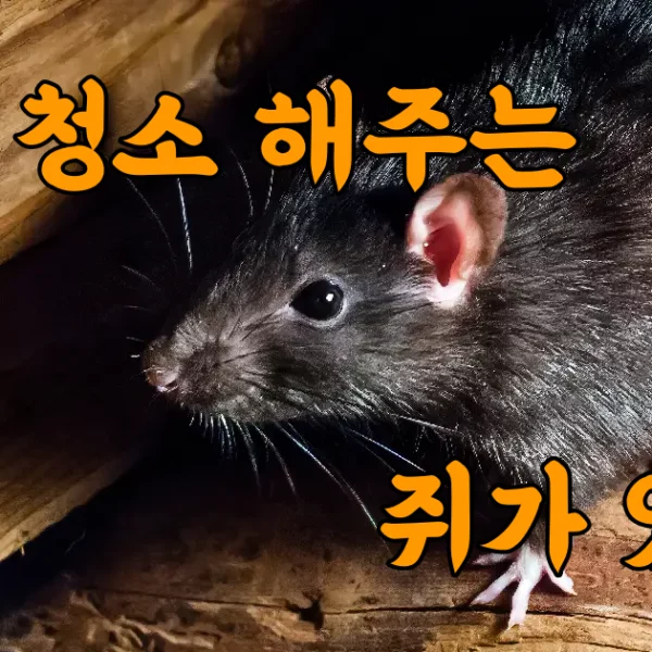 밤에 몰래 청소를 해주는 쥐가 있다?