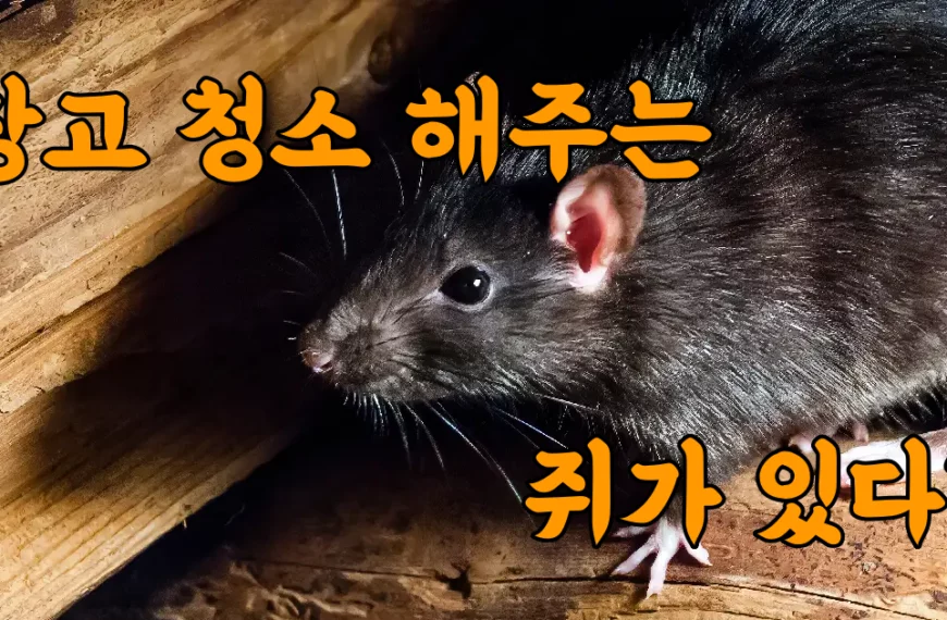 밤에 몰래 청소를 해주는 쥐가 있다?