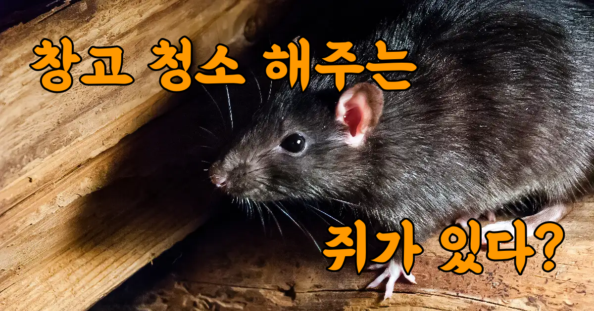 밤에 몰래 청소를 해주는 쥐가 있다?