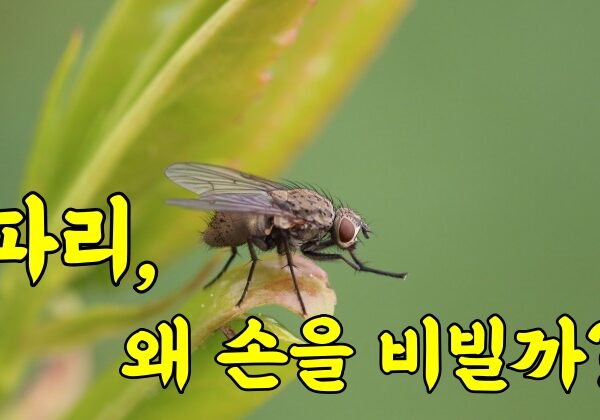 파리는 왜 손을 비빌까?