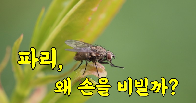 파리는 왜 손을 비빌까?