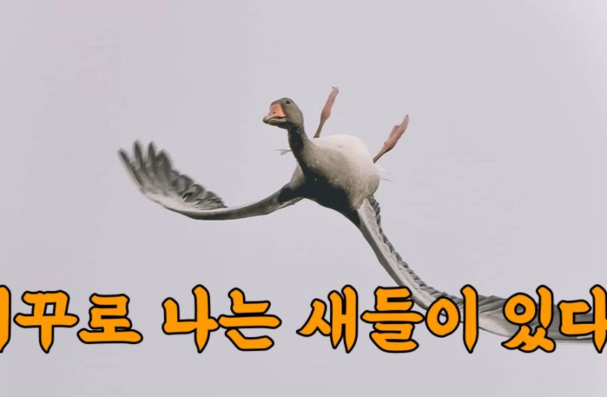 날면서 묘기부리는 새들