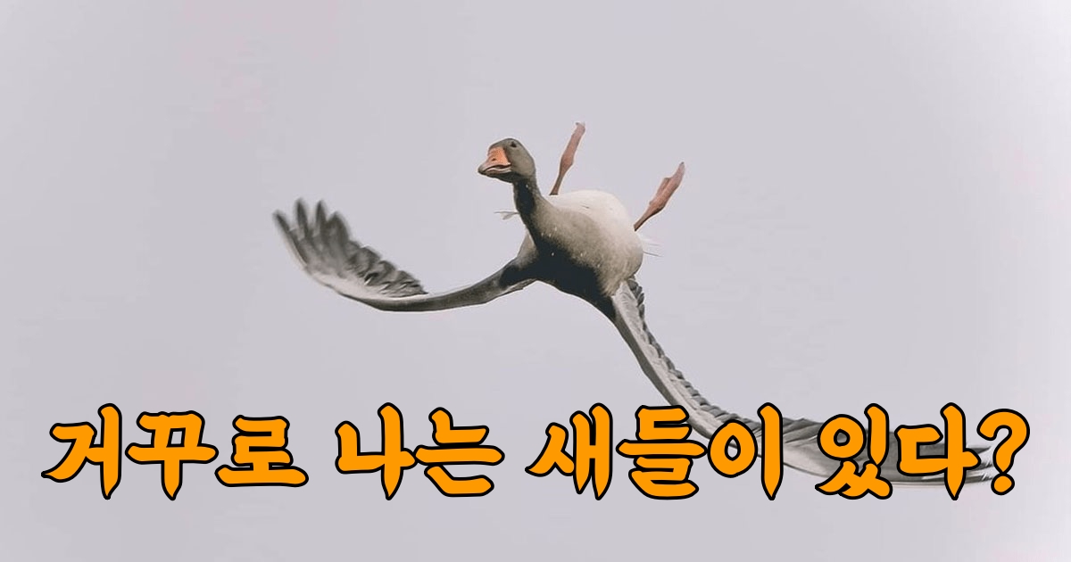 날면서 묘기부리는 새들 1