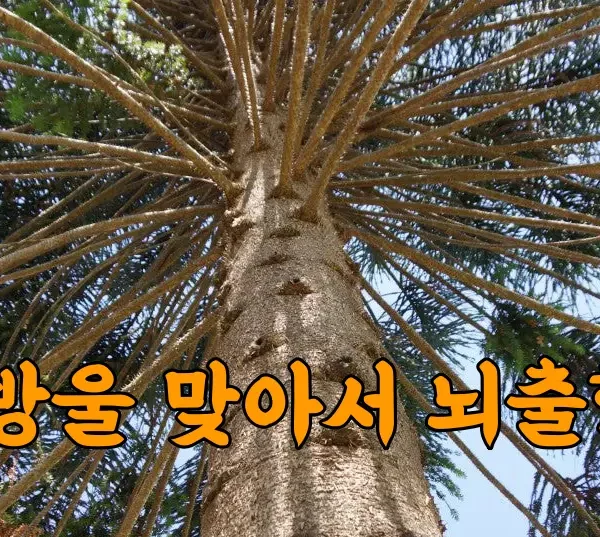 솔방울을 맞아 소송까지?