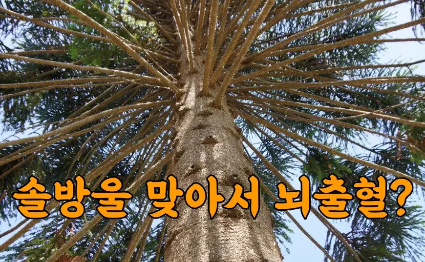 솔방울을 맞아 소송까지?