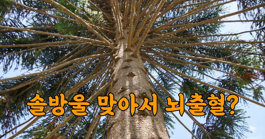 솔방울을 맞아 소송까지?